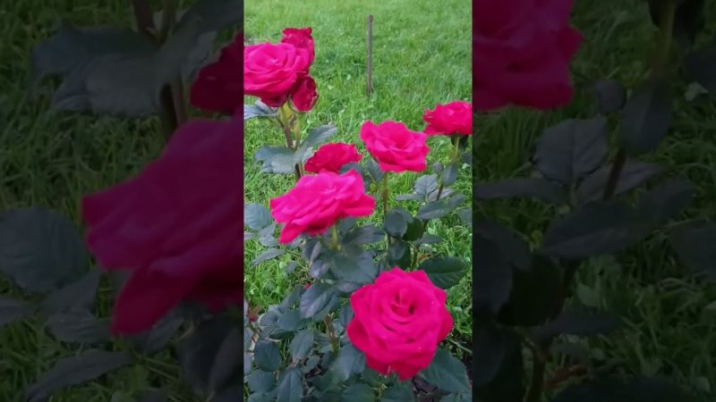 И снова розы