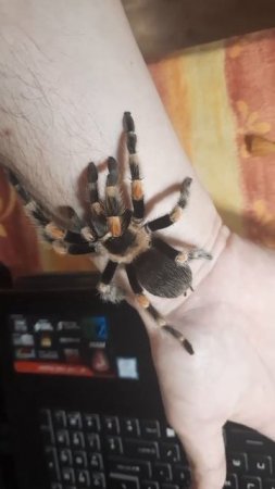 Brachypelma Hamorii L10