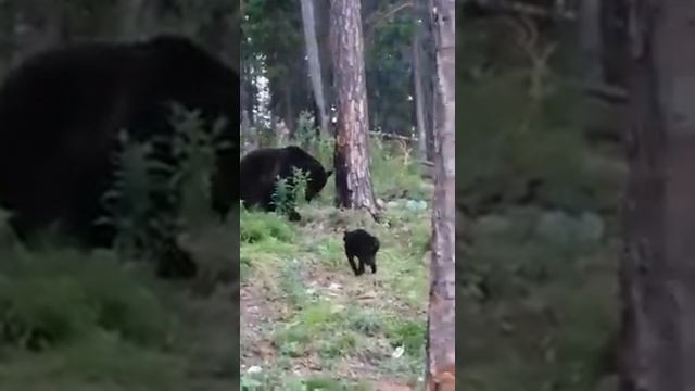 Кот против медведя смотреть онлайн