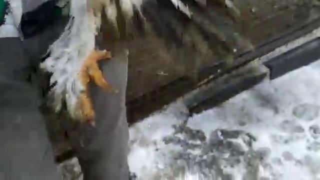 Брама светлая колумбийская смотреть онлайн