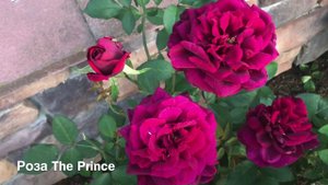 Розы . Все о розах Дэвида Остина: Juliet, The Prince ,L D Braithwaite.