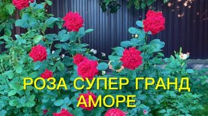 Роза Super Grand Amore. Вопросов много??? Но красота ее восхищает. Это - шедевр.