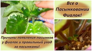 Все о Пасынковании Фиалок! Причины появления пасынков у фиалок и правильный уход за пасынками!