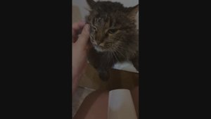 Котик Митя