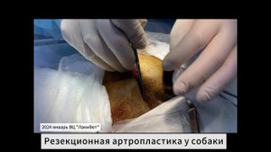 Резекция головки бедра у собаке при застарелом вывихе в ТБС