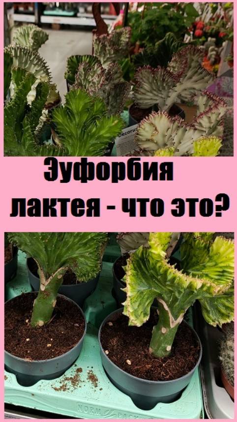Эуфорбия лактея - удивительно красивое экзотическое комнатное растение!