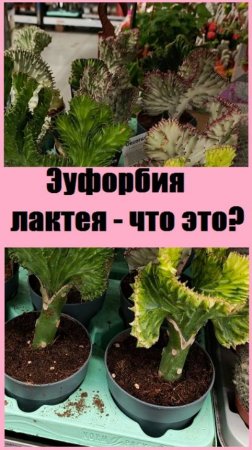 Эуфорбия лактея - удивительно красивое экзотическое комнатное растение!