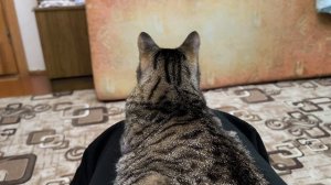 Вся кошка, крупным планом