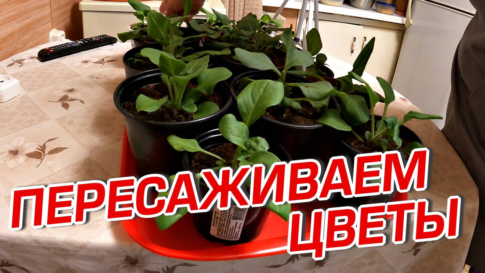 ПЕРЕСАЖИВАЕМ ЦВЕТЫ