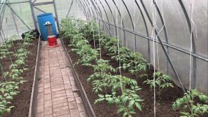 Формируем и подвязываем высокорослые томаты в теплице.