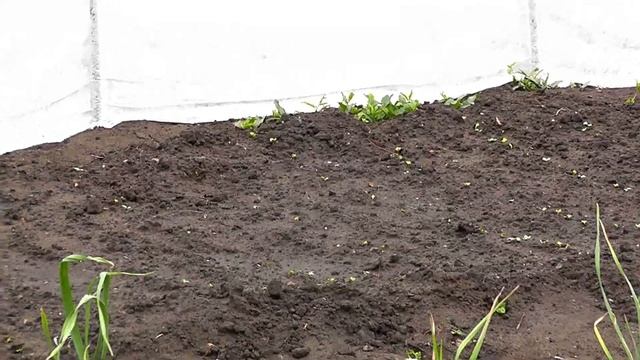 Садово-огородный калейдоскоп. Июнь. смотреть онлайн