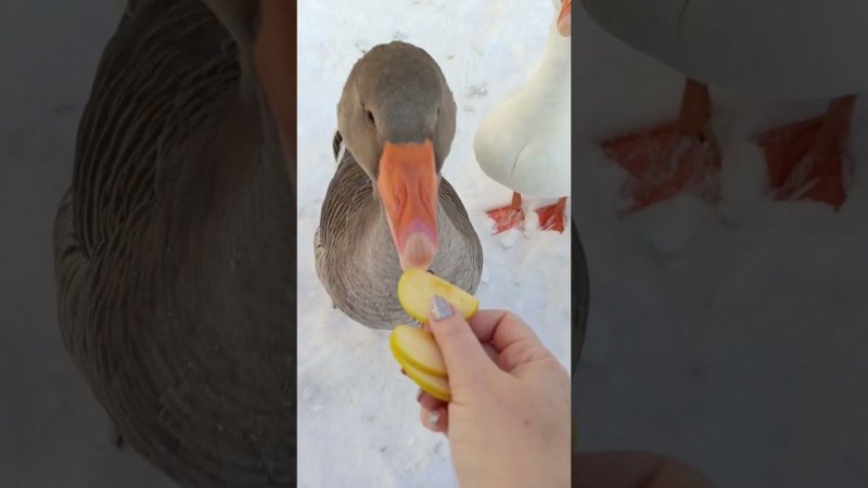 Гуси любят яблоки) #goose
