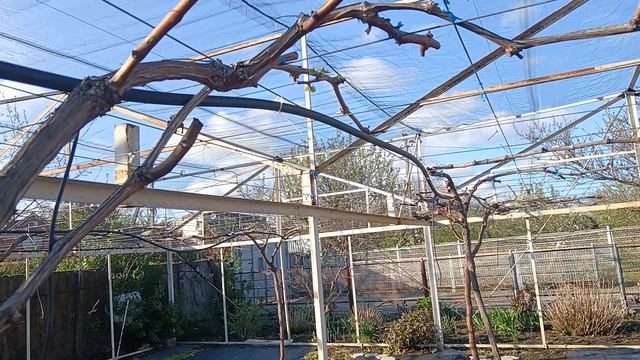 Почки начали просыпаться, виноградник Король В. Н. г.Краснодар 06.04.25г. смотреть онлайн