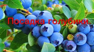 Хочу чтобы урожай голубики ломился в моем саду. Как Вы думаете получится? Сажаем вместе. Часть 1.