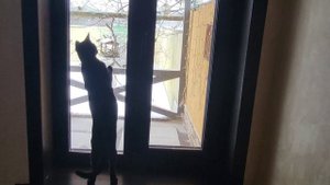 Котики и птички. Cats and birds