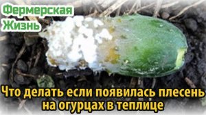 Что делать если появилась плесень на огурцах в теплице