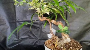 √12 фикус 112 (Бонсай)