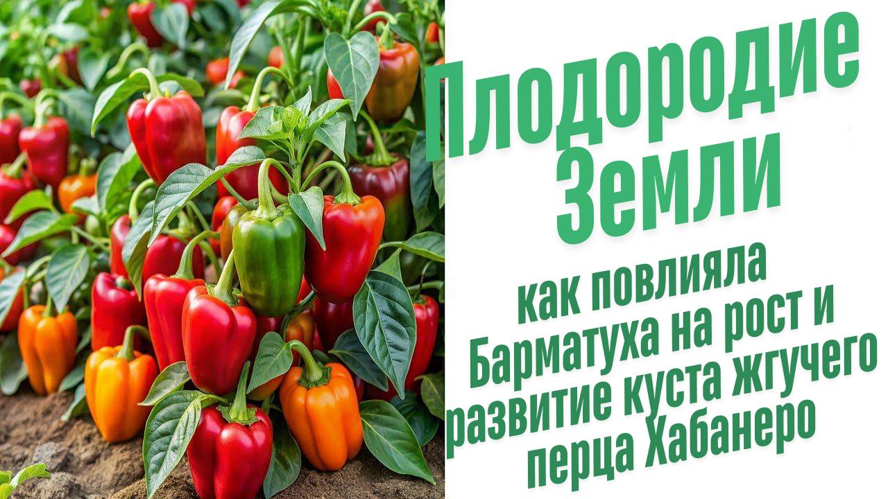 Влияние Барматухи на растения.