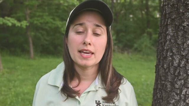 What's Bugging My Tree? Anthracnose смотреть онлайн