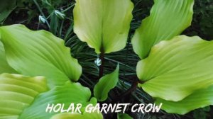 Хоста Holar Garnet Crow...утро.. вечер..#hosta #хоста #сорта #коллекция