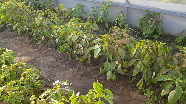 Тля тепличная сезона 2024. 25.06.24 смотреть онлайн