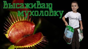 Высаживаю мухоловку