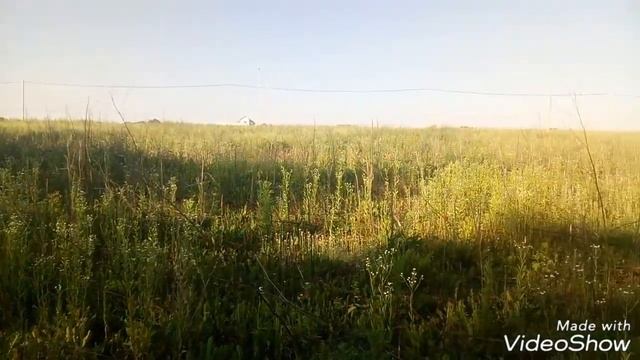 Гуляю вдоль леса. Дикая косуля и цветы! смотреть онлайн