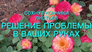 Розы. Почему сохнут кончики листьев у роз. Что делать??? Решение есть….