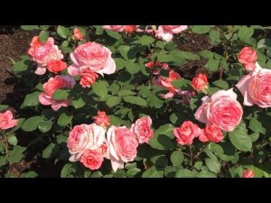 Посадка роз. Мои уникальные методы. Часть 2.