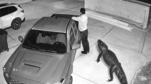 Дикие животные, вторгающиеся в города, сняты на камеру