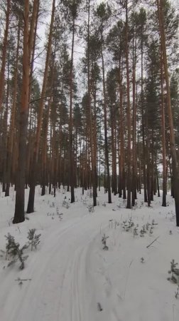 «Плот» в объятиях леса: Кавер Анны Волковой на песню Юрия Лозы