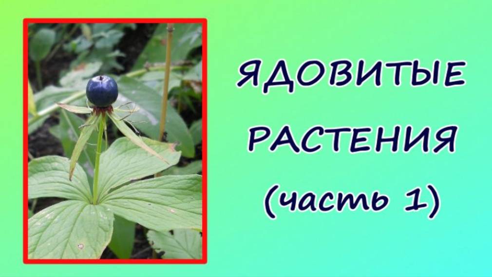 Ядовитые растения России: волчье лыко, ландыш, вороний глаз (3 класс, окружающий мир). смотреть онлайн