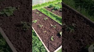 Сад, птички, всё как обычно. Язик играет с мышкой. Первое яйцо от бегунков!