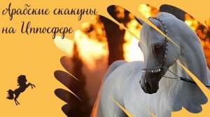 Породный чемпионат "Восток-Запад" на конной выставке "Иппосфера"