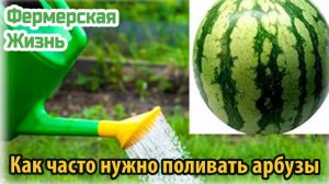 Как часто нужно поливать арбузы