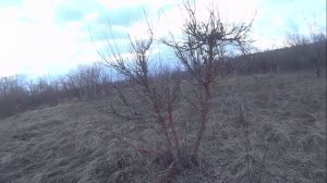 весна 25 вальдшнеп