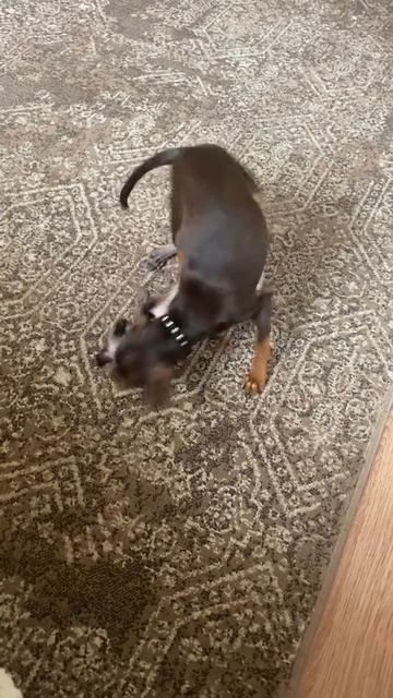 ТОЙ И ЭЛЬФ смотреть онлайн