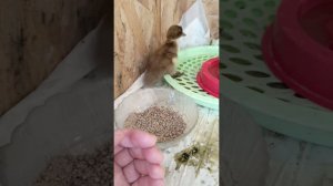 Итоги инкубации Индийского бегунка.