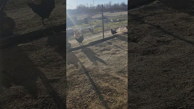 Как загнать курочек🐔 после свободного выгула в загон? 🤔