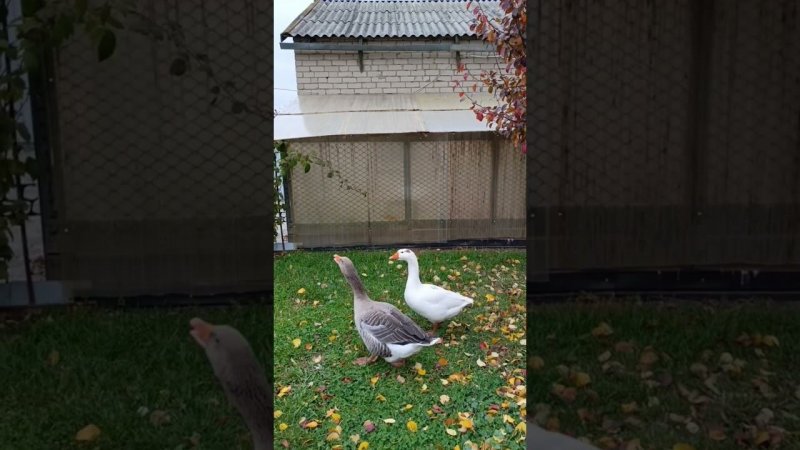 Белая и Серёжа. #goose