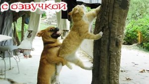 ПРИКОЛЫ С КОТАМИ! Самая смешная озвучка животных! ДО СЛЁЗ 2025!