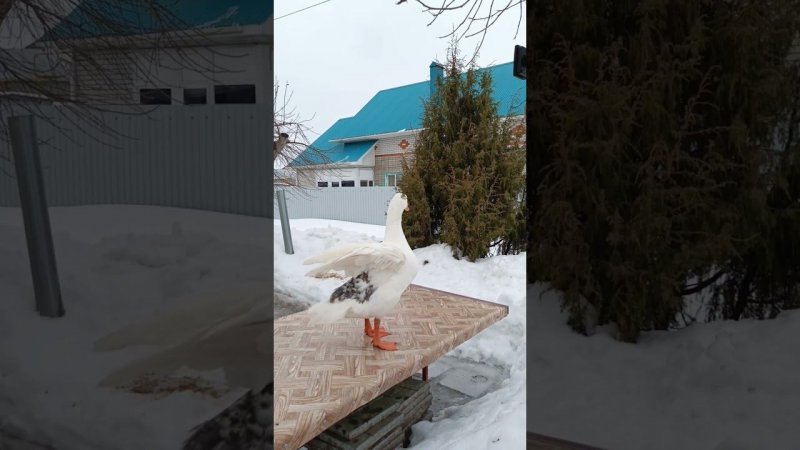 Белая - красавица #гусь #goose