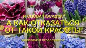 Посадка в контейнеры гиацинтов и тюльпанов. Как остановиться??? Посмотрите какая красота!!!