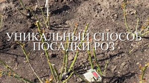 Розы. Посадка по два саженца в одну лунку. Этот способ без сомнения уникален и ......