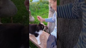 Вечерний выпас птицы. Релакс с утками и гусями)