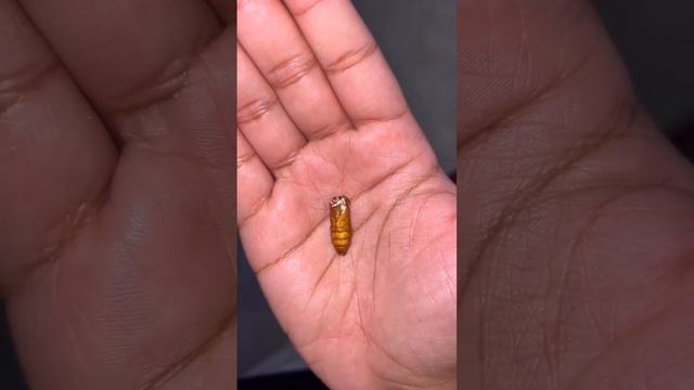 silk cocoon hatch 🥰#sericulture #പട്ട് നൂൽ ❤️ смотреть онлайн