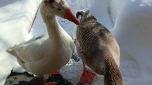 Несколько дней, несколько сюжетов о птичках. Снимать пока нечего, так уж, чтоб не теряться.