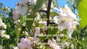 Благовещение. Стихи. Читает автор Мира Ольгина.