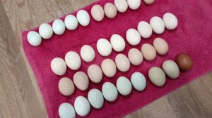 Первая инкубация в этом сезоне