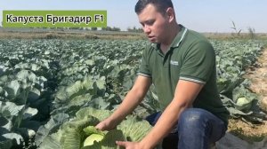 Восхитительный Гибрид Капусты БРИГАДИР F1